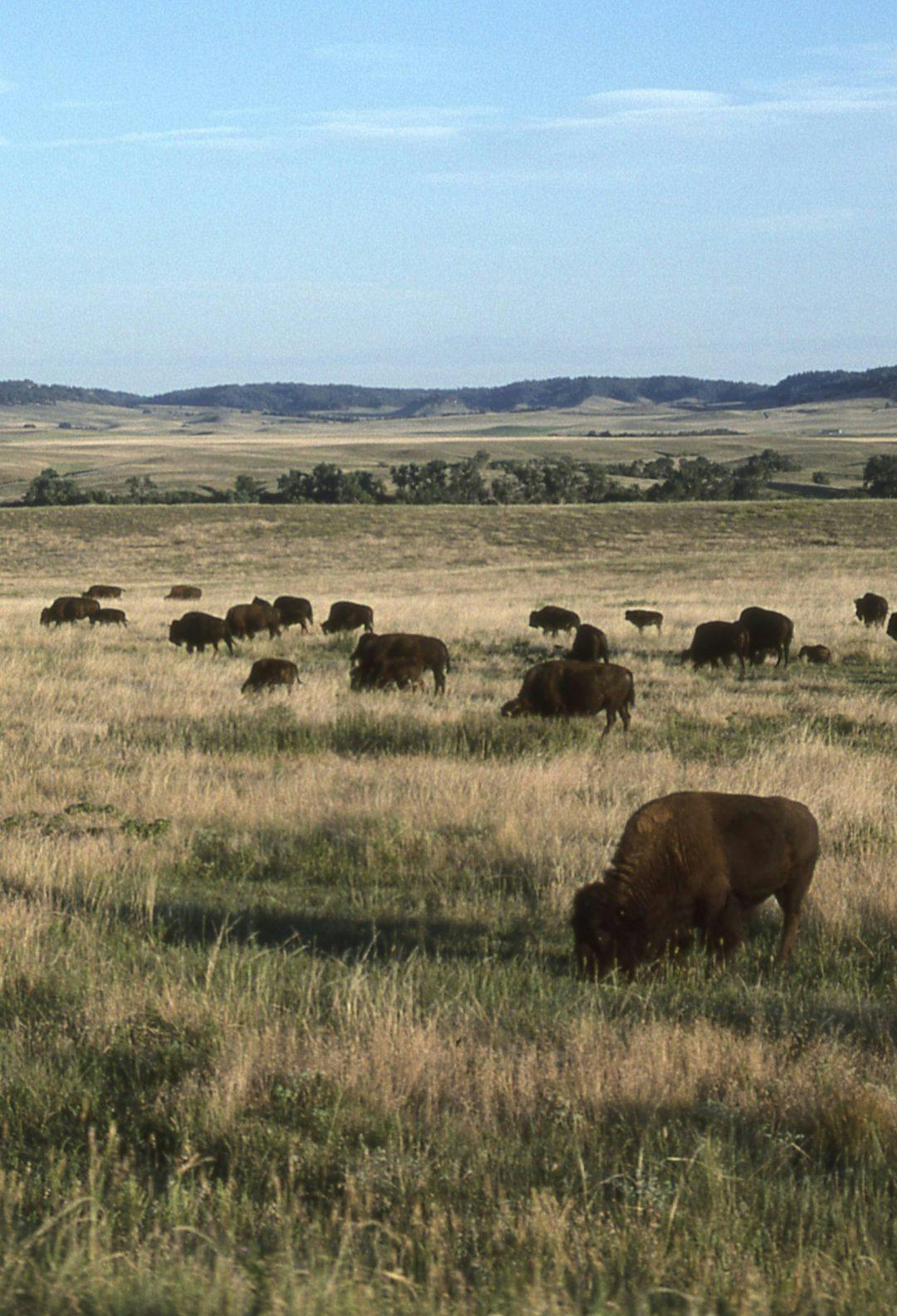 A field with bison
