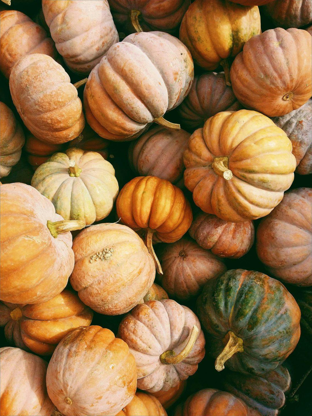 a bunch of small Nashua pumpkins