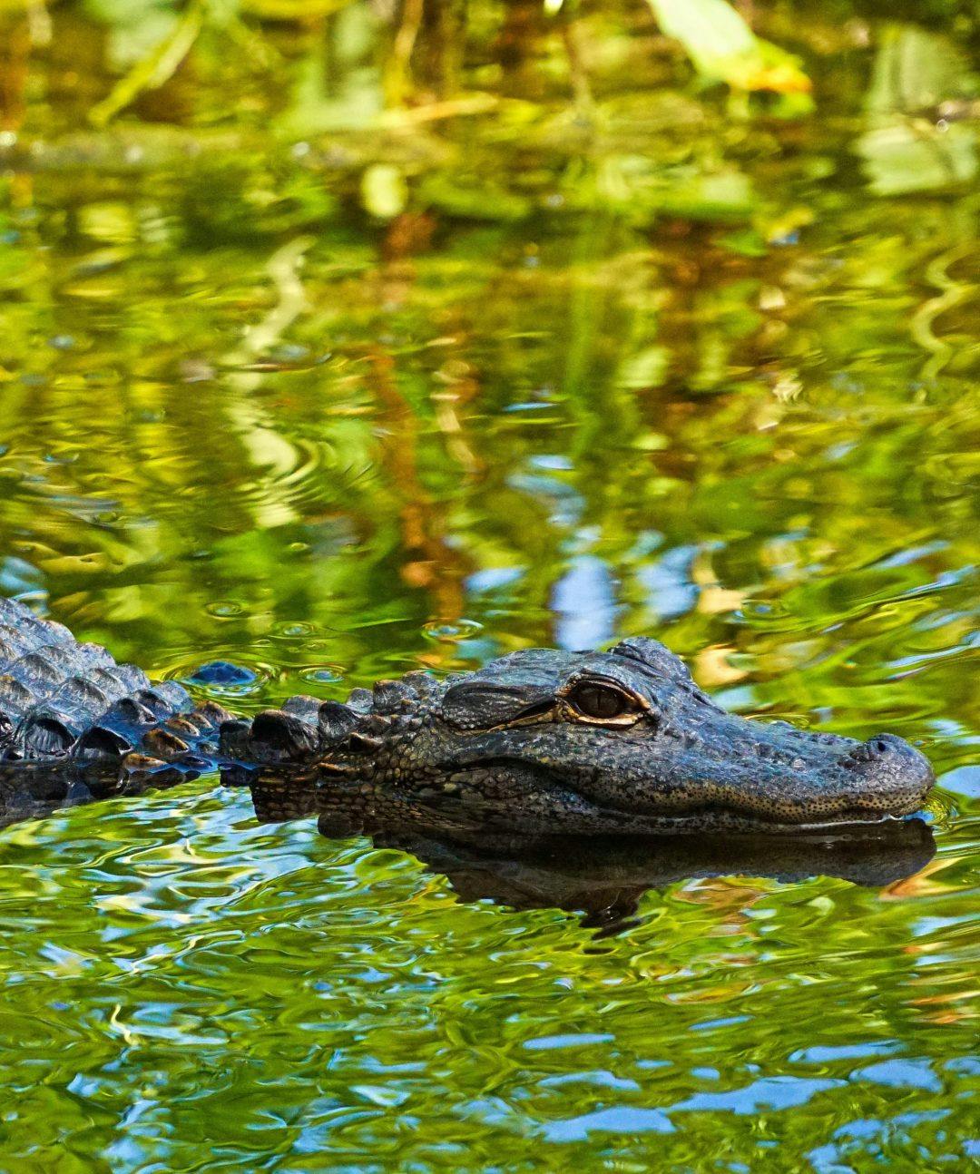 A Florida gator