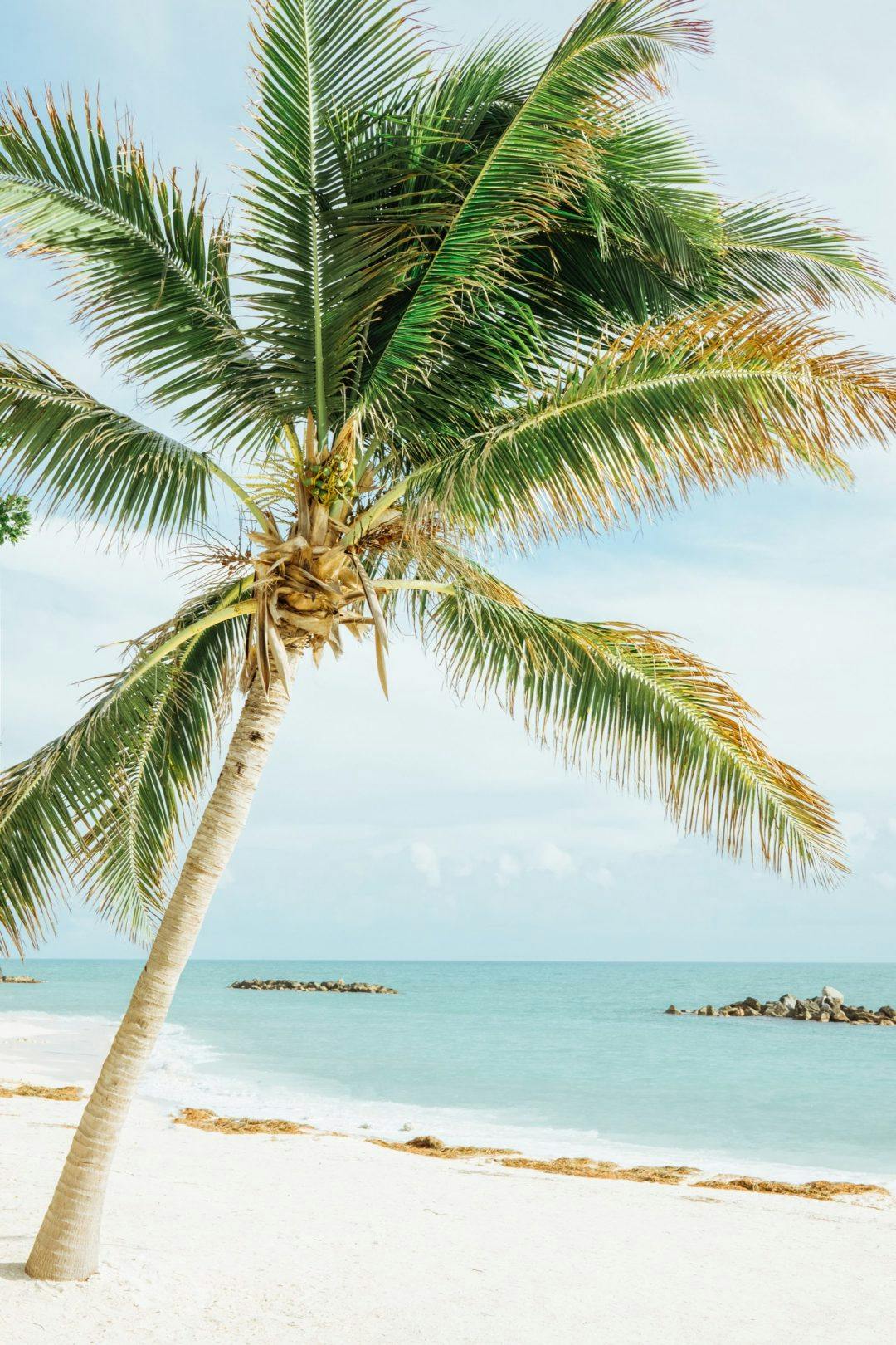 A palmtree on the beach in the keys