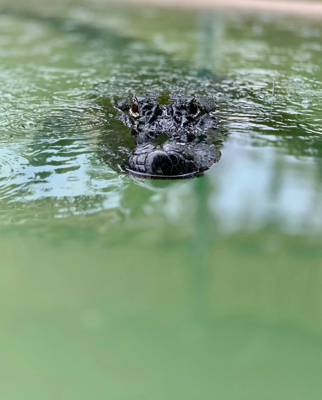 A florida aligator in the water