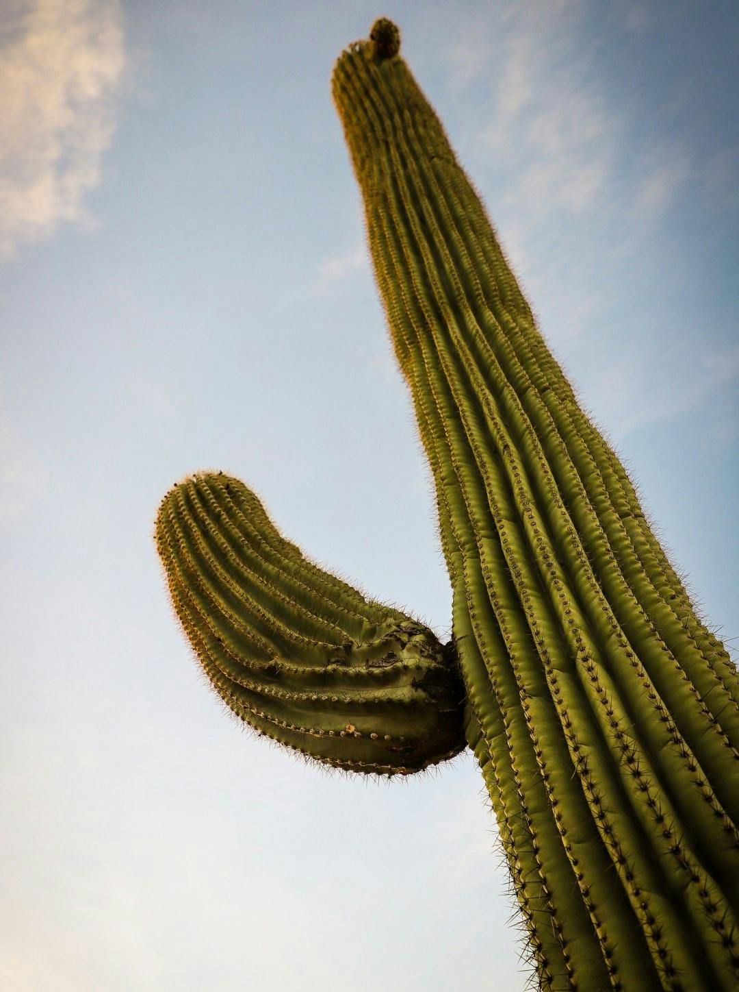 A cactus in Tucson