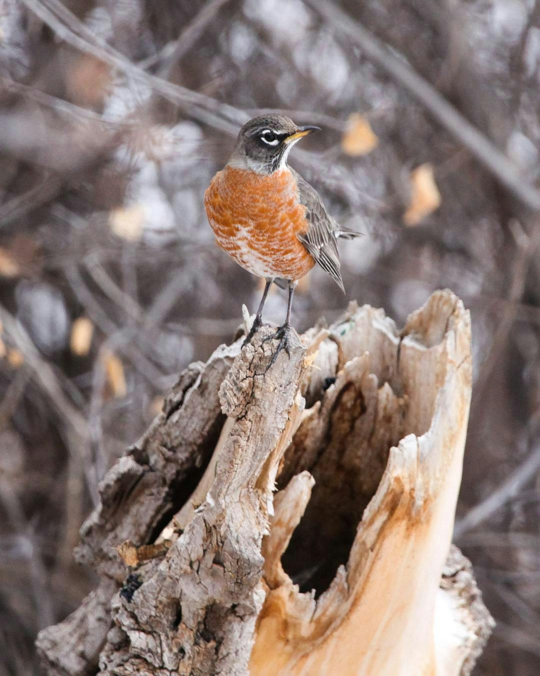 A bird on a tree stump in Warren
