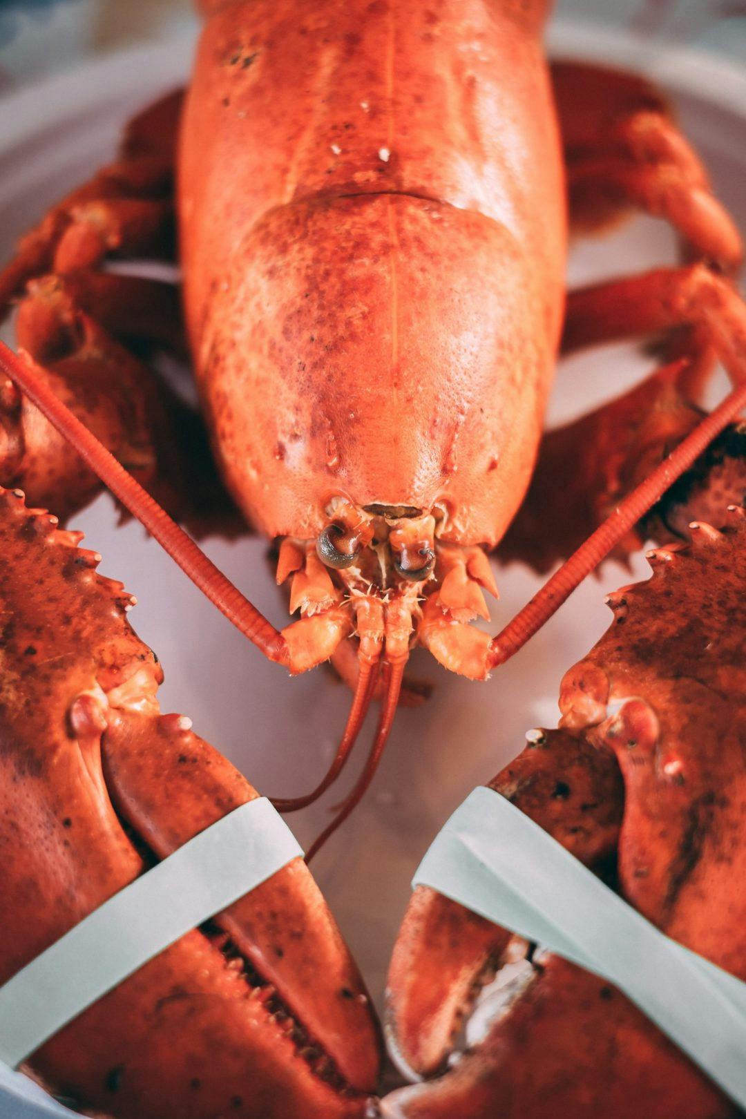 Bangor lobster
