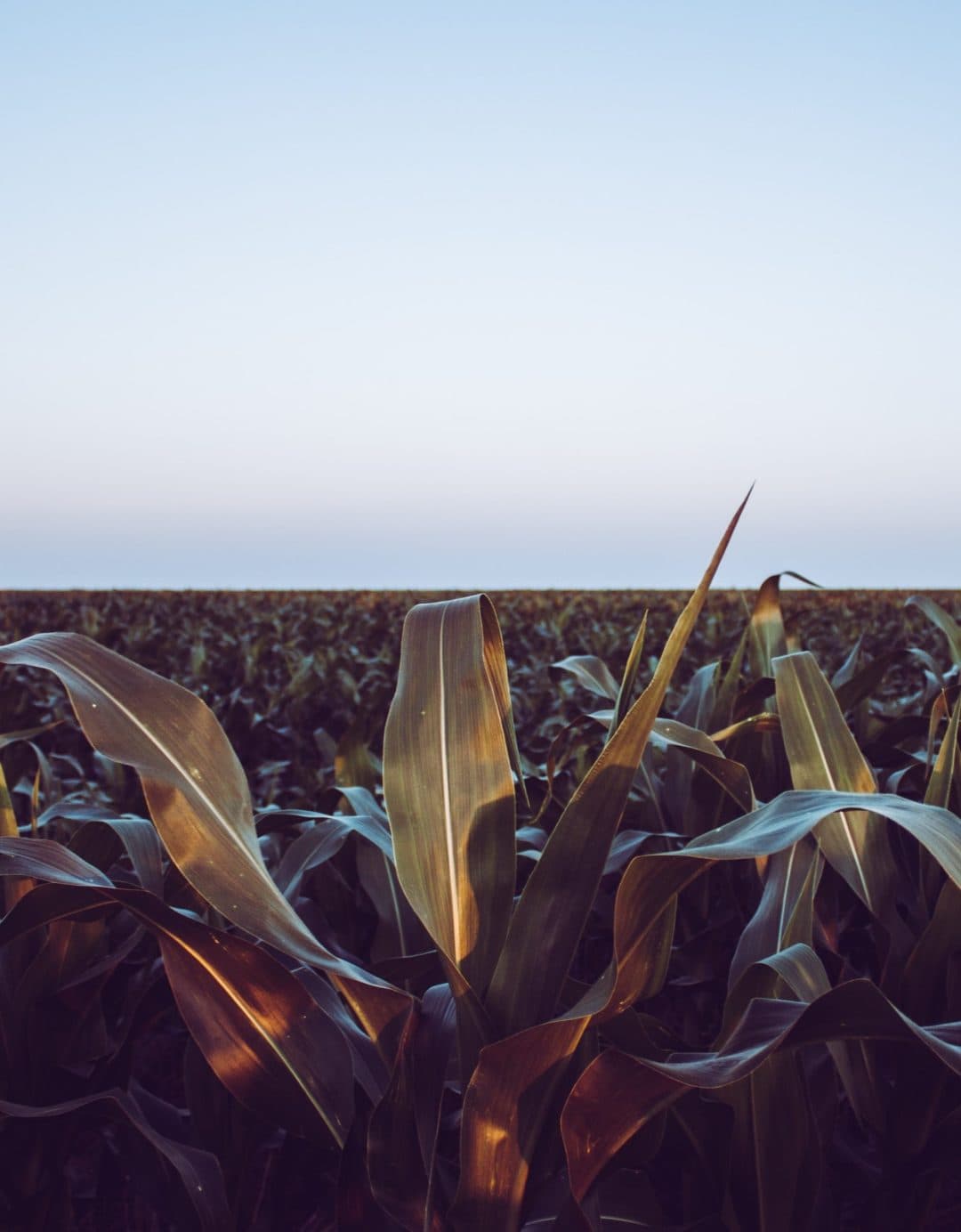 a corn field