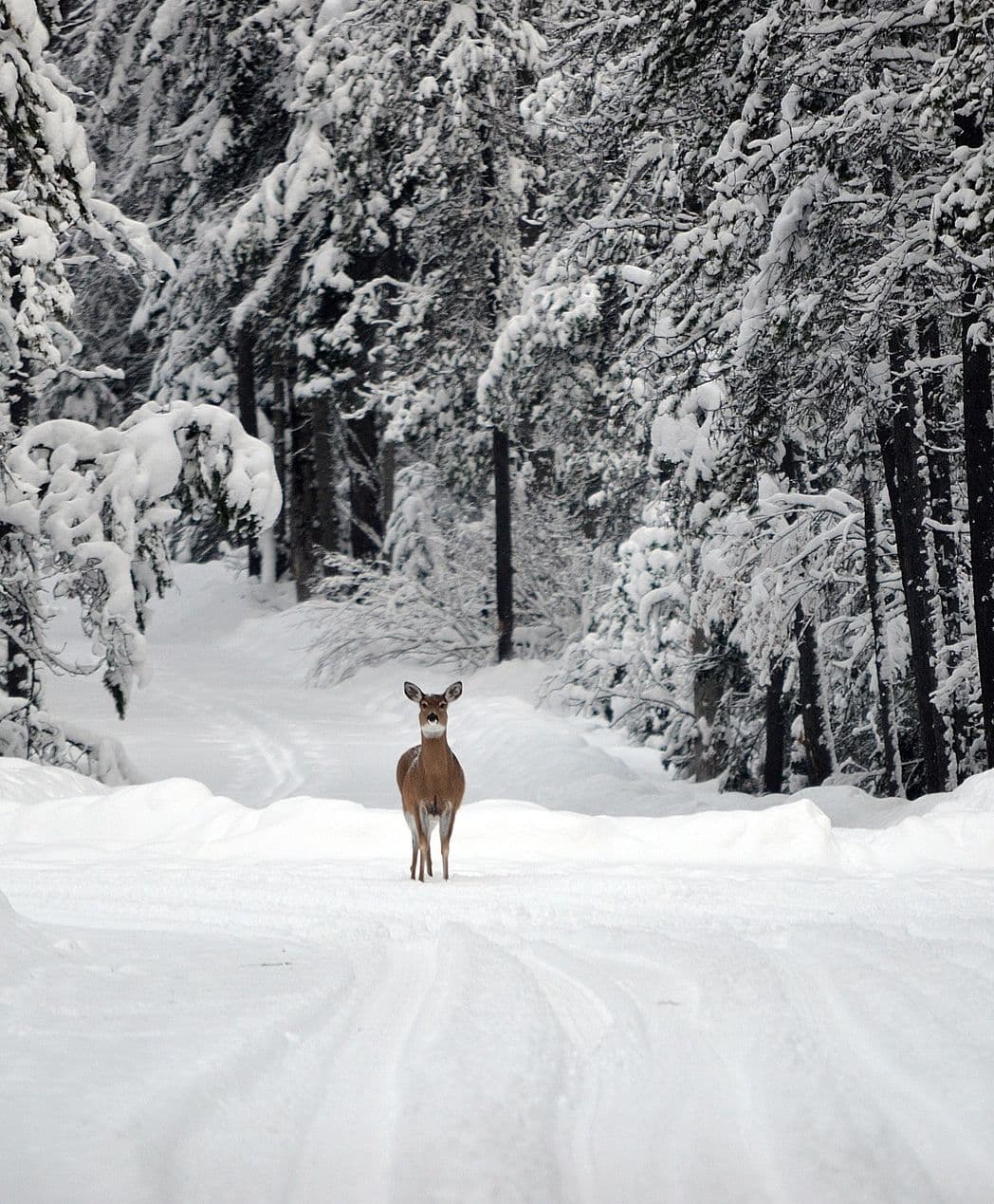 A dear in snow