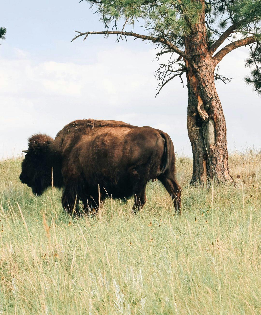 A bison in Bismarck