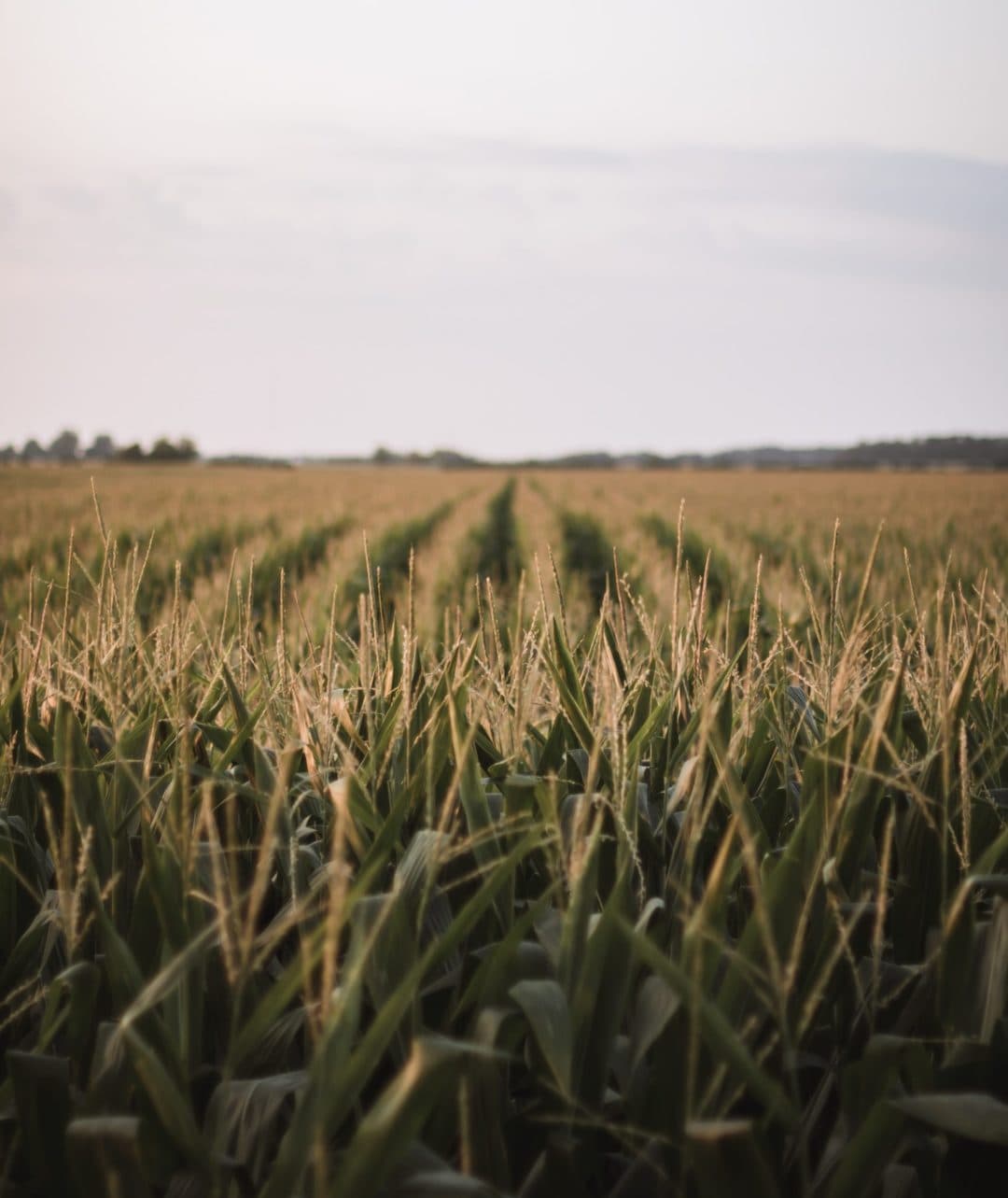 A cornfield in bowling green