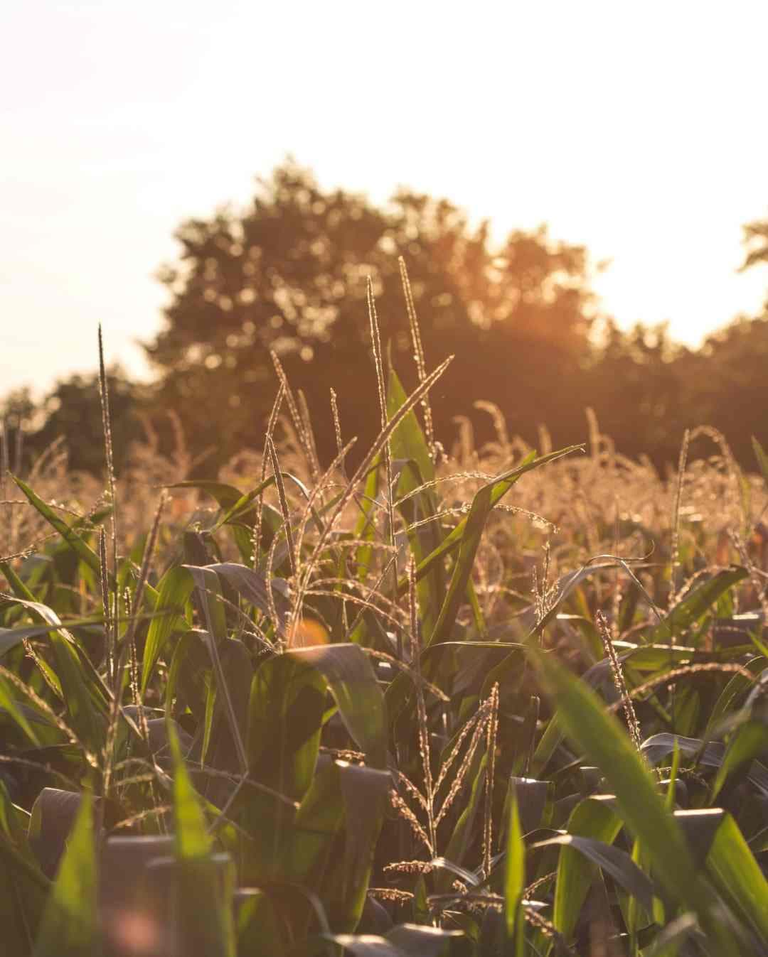 A wheat feild in Cedar Rapids