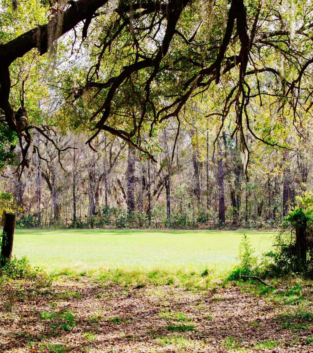 Image of a forest in Charleston South Carolina