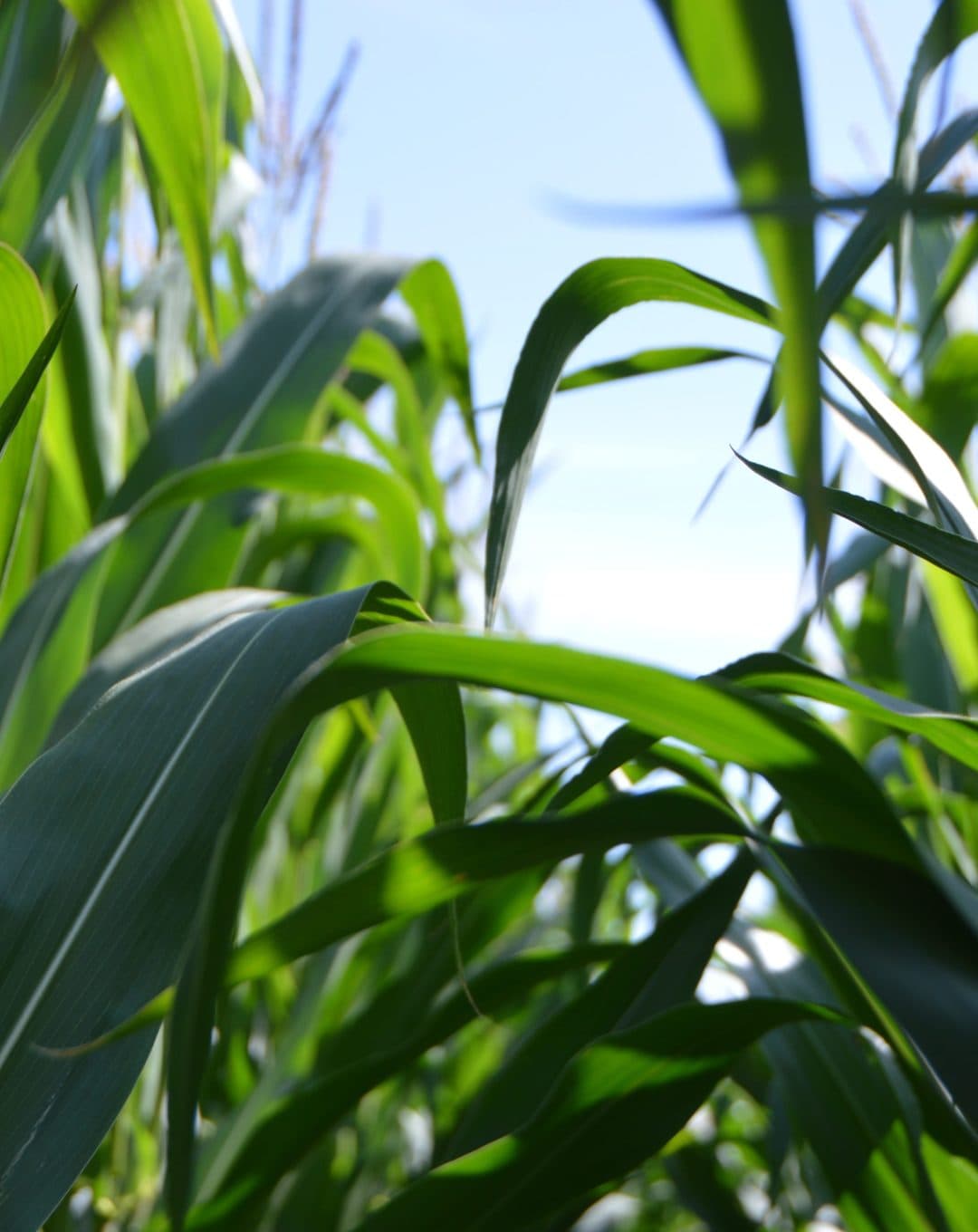 Plants in a field 