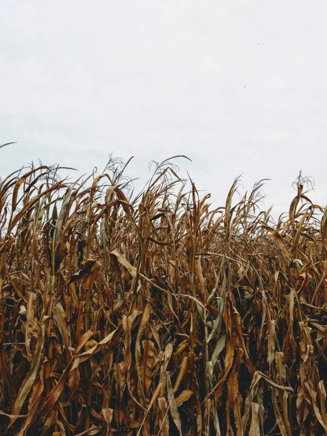 A corn field in Evansville