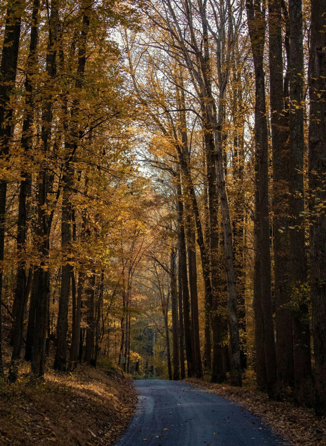 A country road lined with tall trees