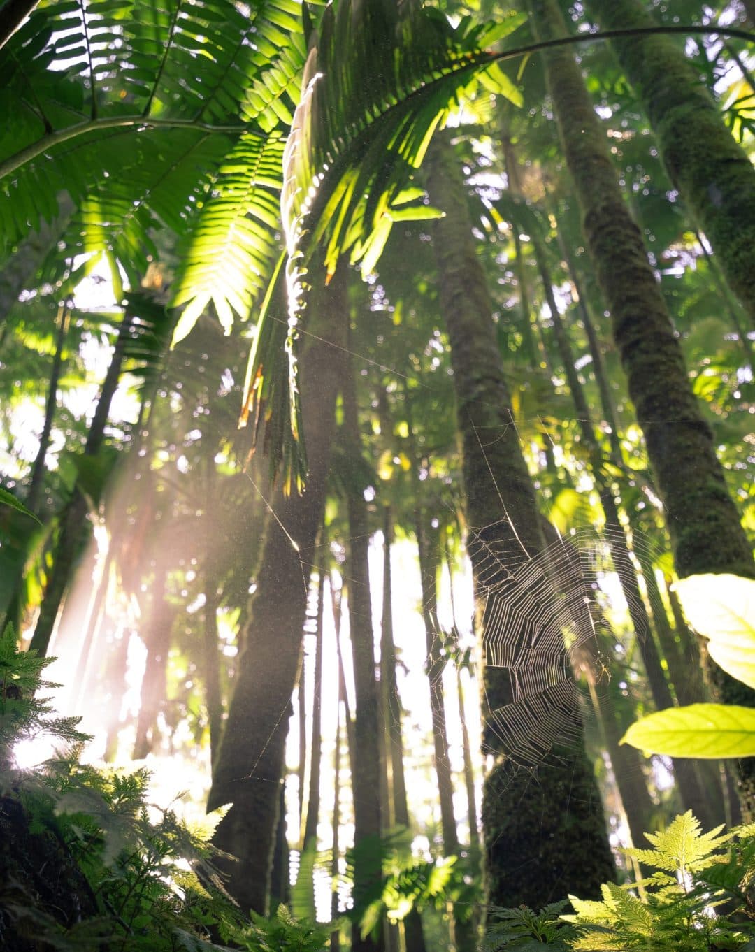 A spiderweb in a hawaiian forest