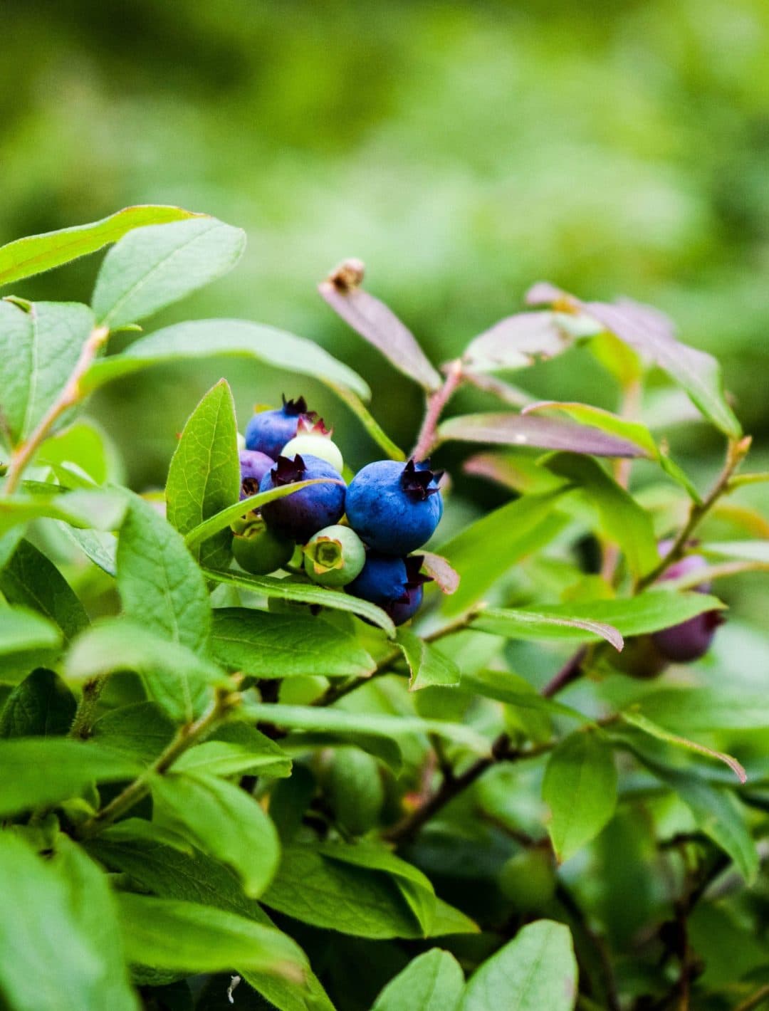 A blueberry bush