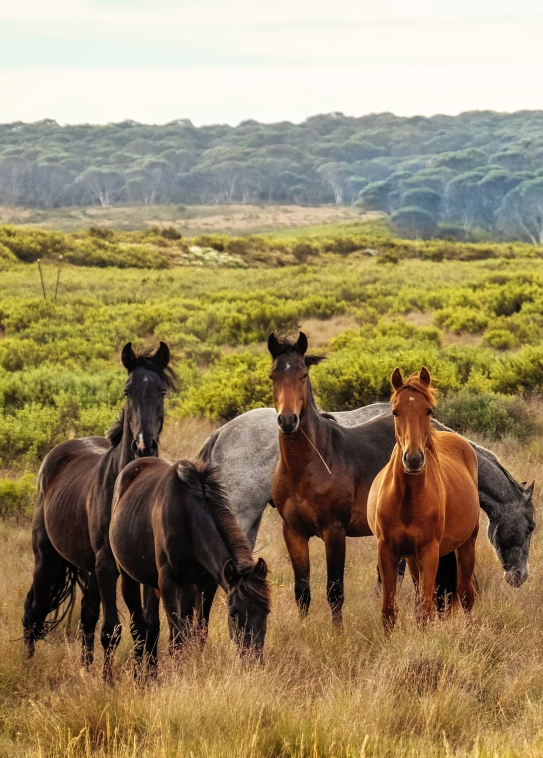 Horses grazing in a field