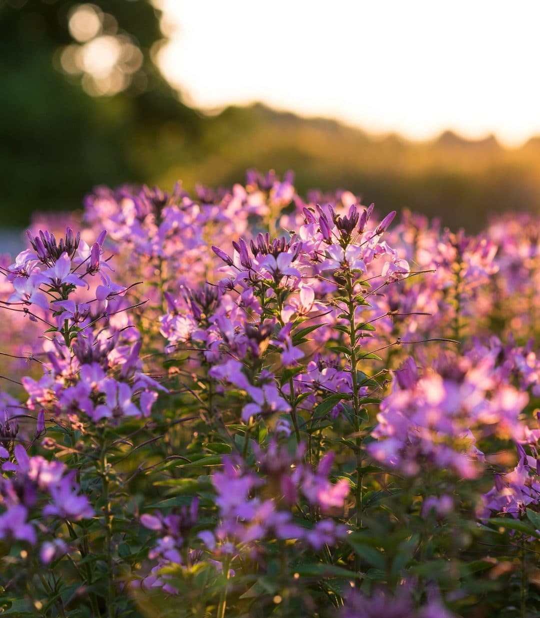 flowers in a field in Lexington Kentucky