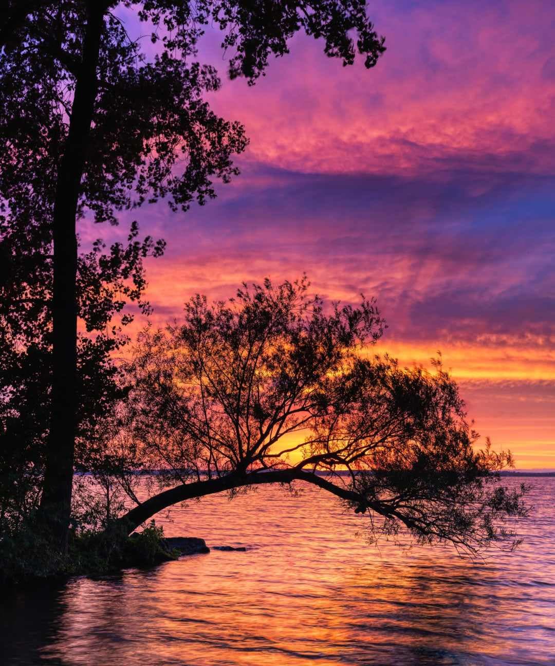 A tree overhaning water in Madison