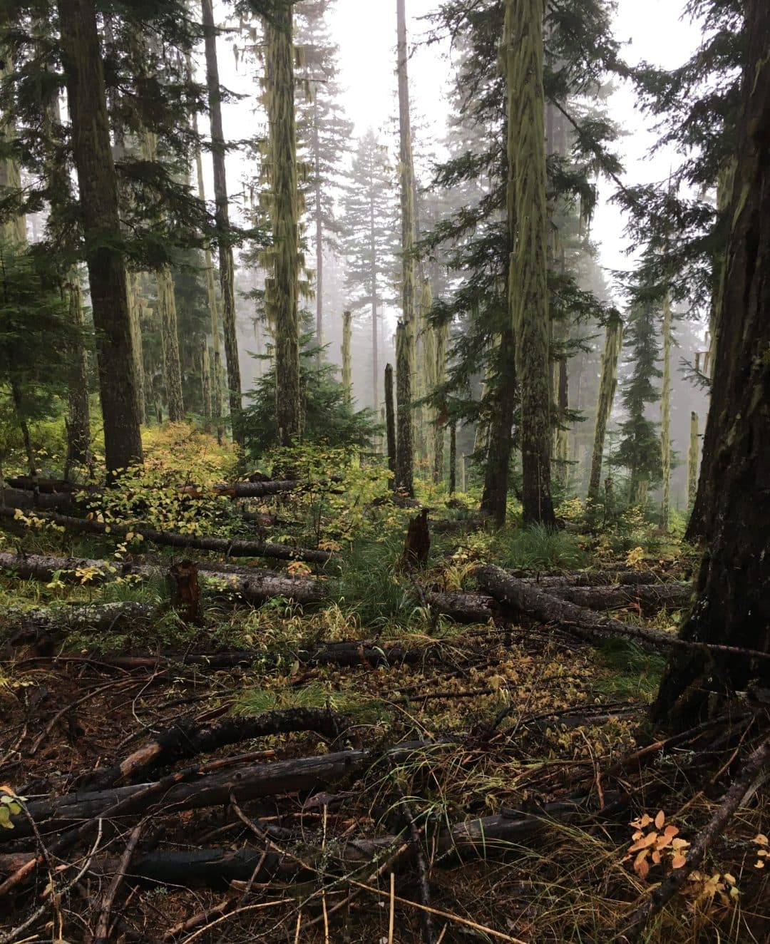 A foggy forest day in Nampa