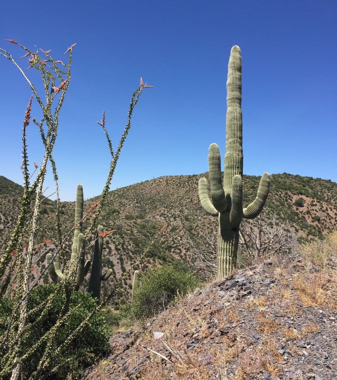 A cactus in the desert