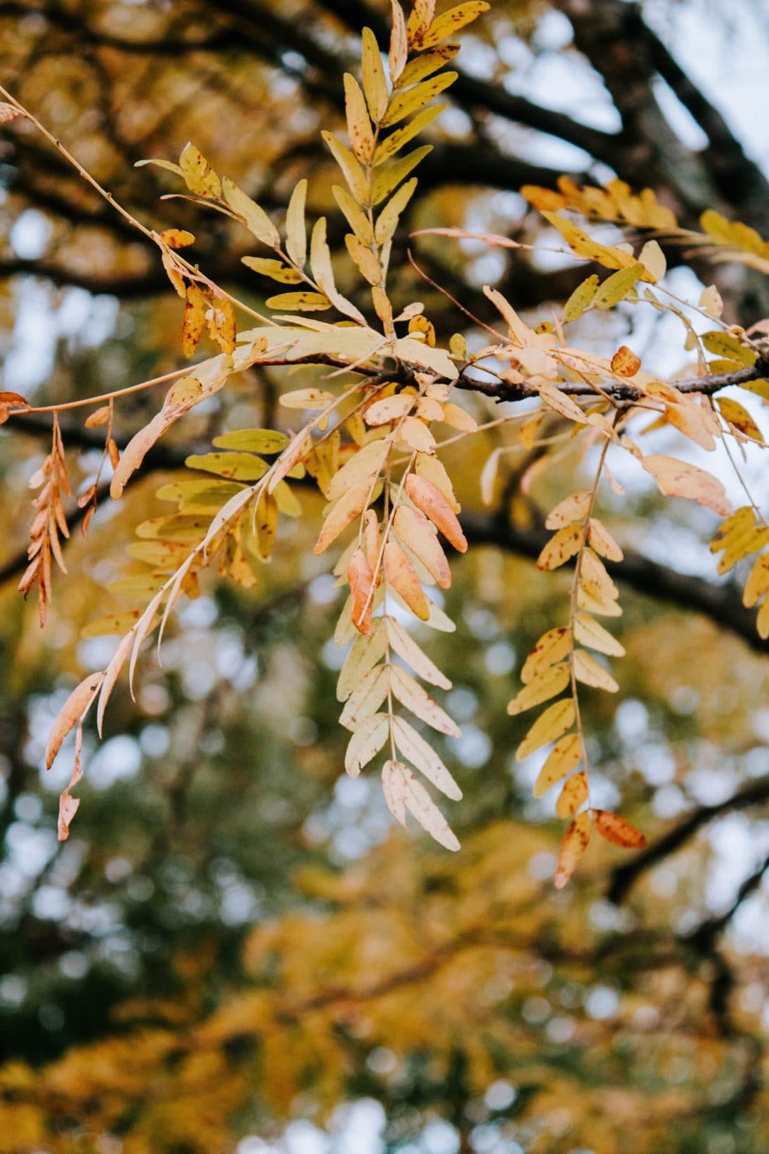 a tree branch