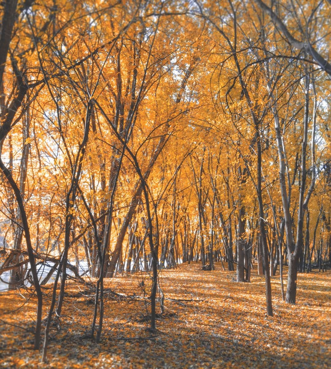 A scenic park in St Paul