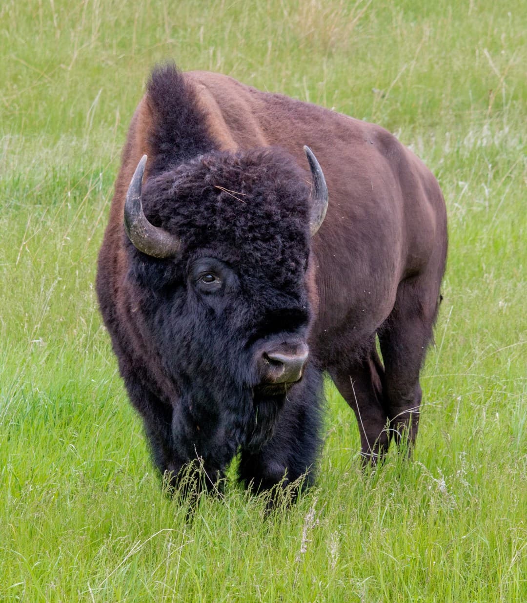 An Ox in Sioux Falls