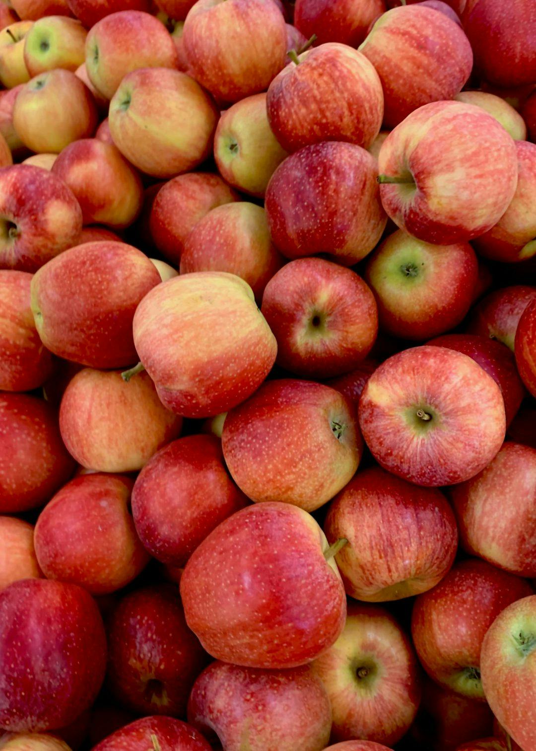 A bunch of apples in Warren