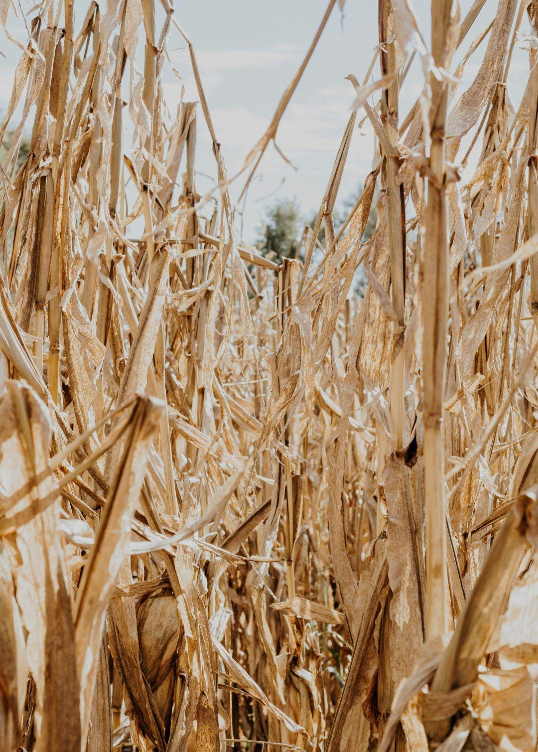 A corn field in Wichita