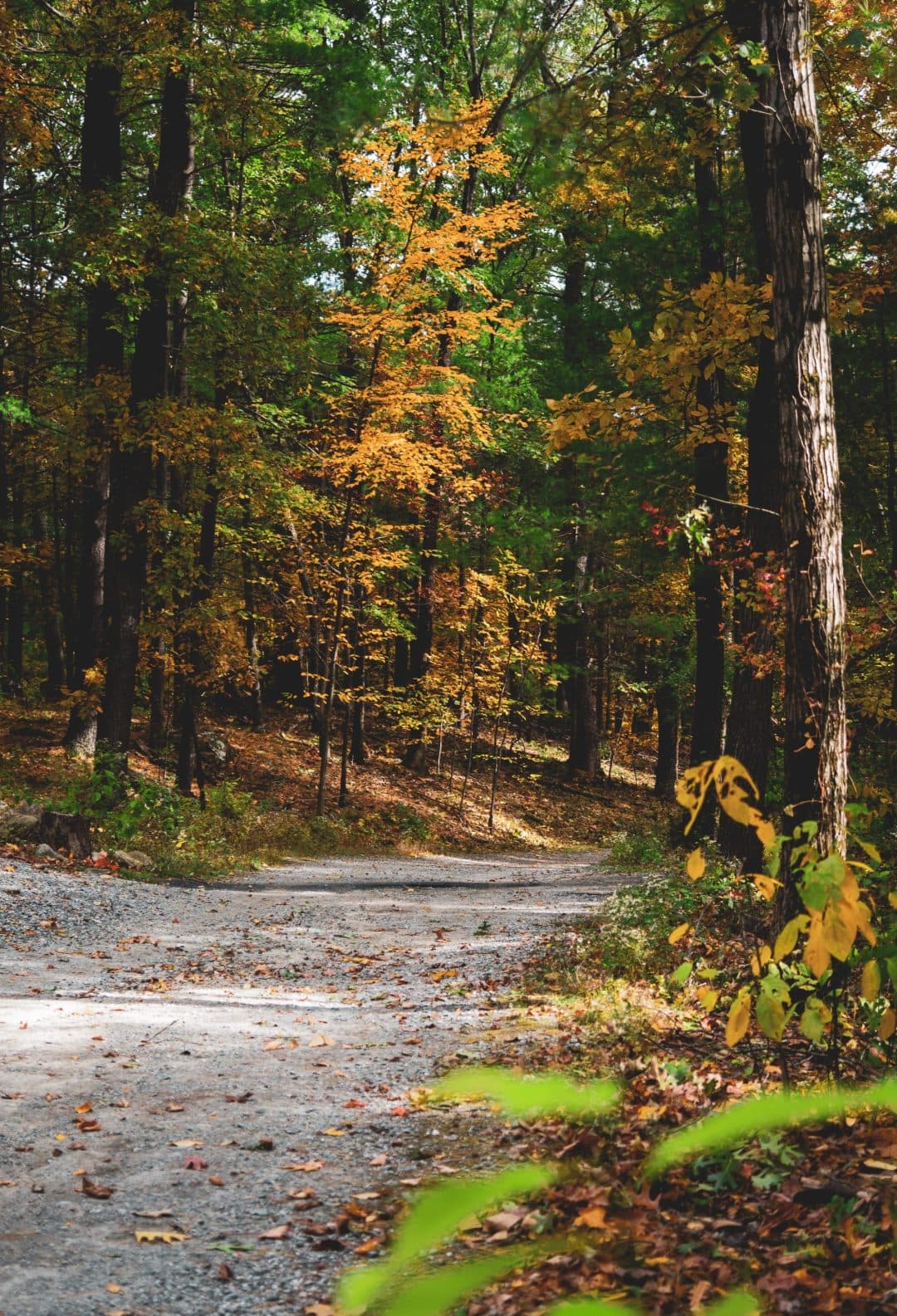 A small gravel road in the woods of Worcester