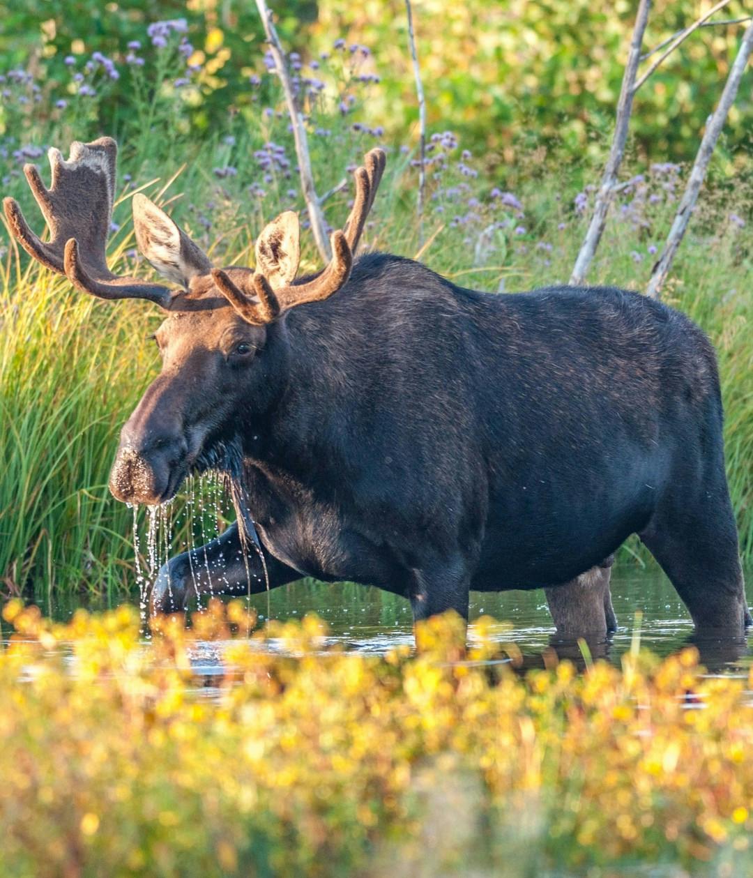 a moose