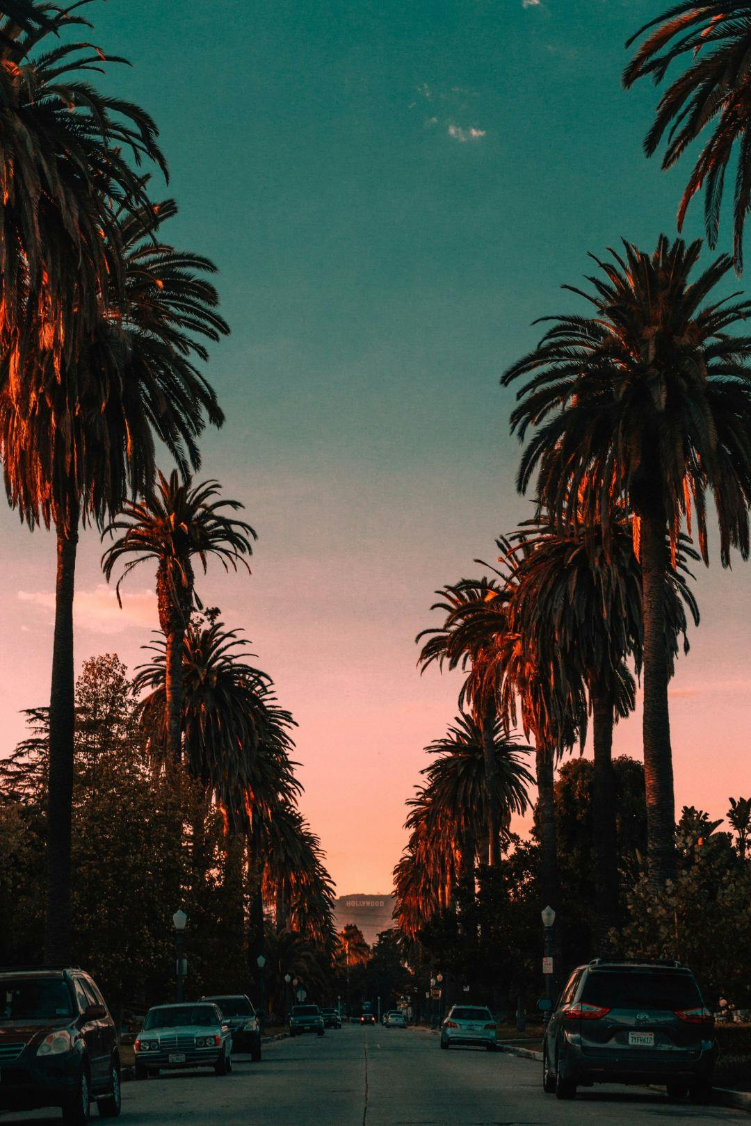 A Los Angeles street lined with palm trees