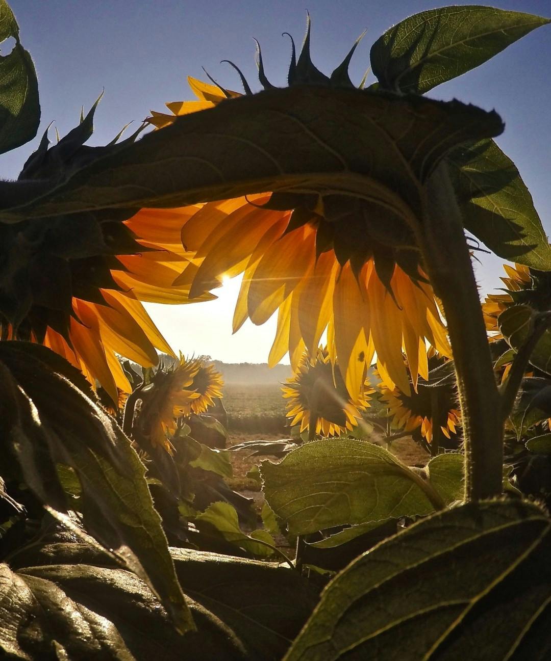 Sunflowers in Kansas