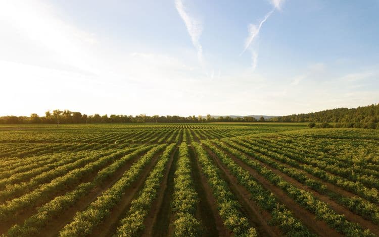 In California, Farmers Have Been Hit Hard