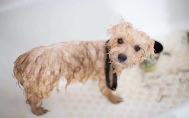 Could Your Pet Grooming Business Use a Loan?